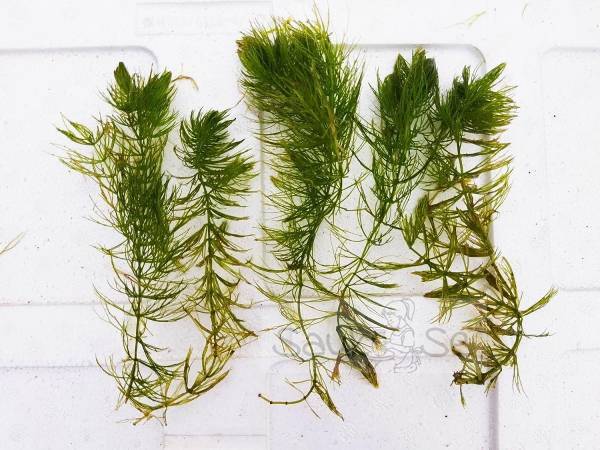 Hornwort Aquarium Plant Ceratophyllum Demersum Foxtail